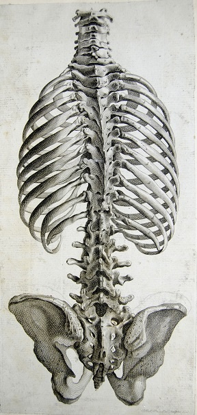 Back Of Spine – Chiropractic Care