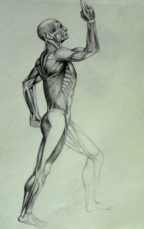 active muscle techniques at Favero Chiropractic in North Ogden