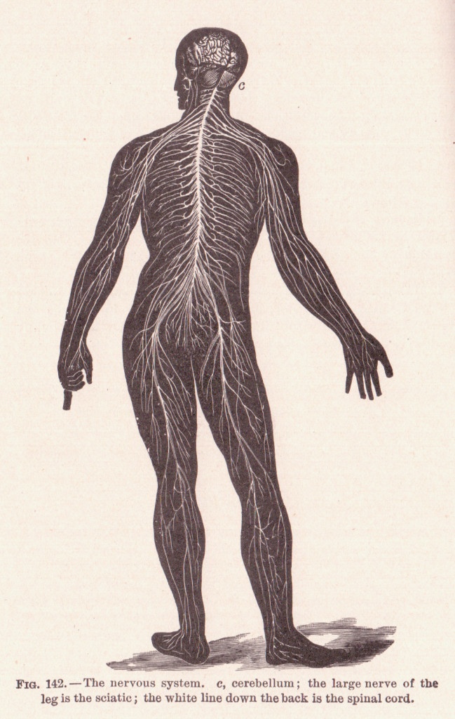 chiropractors examine the complex nervous system