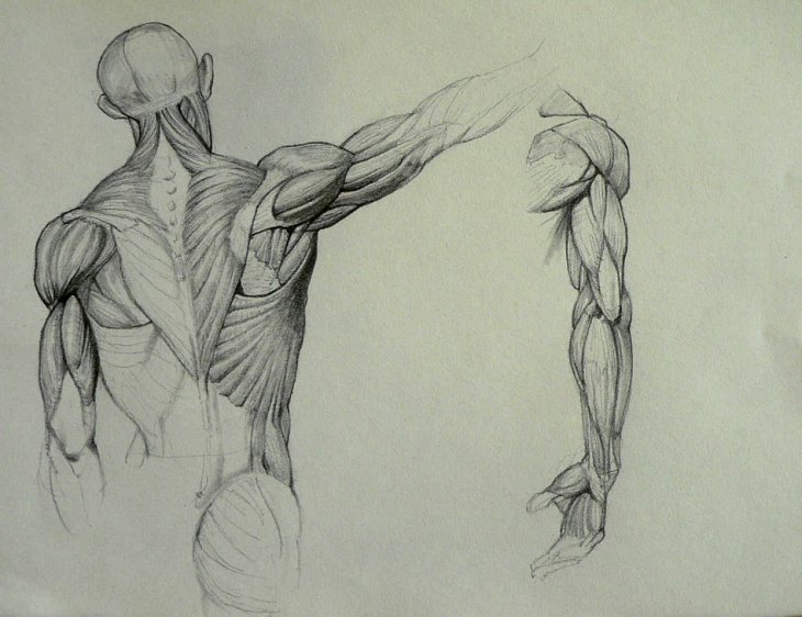 chiropractic soft tissue manipulation for tight muscles