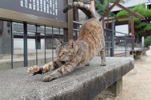 funny cat stretching, neck stretches