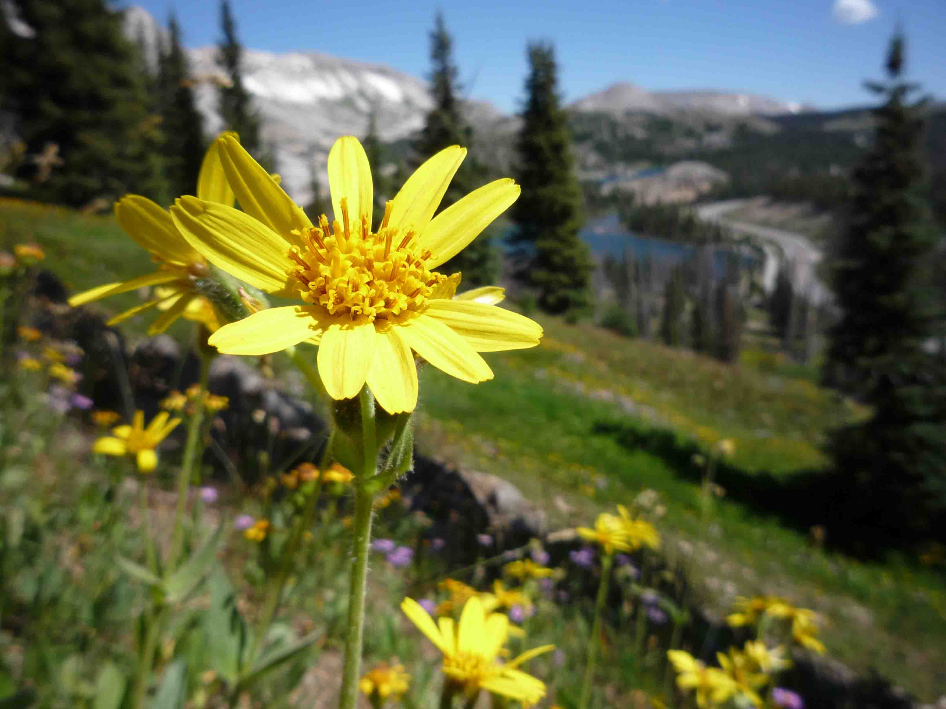 flower sunlight, body heals with chiropractic