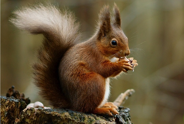 stress from dieting, funny squirrel