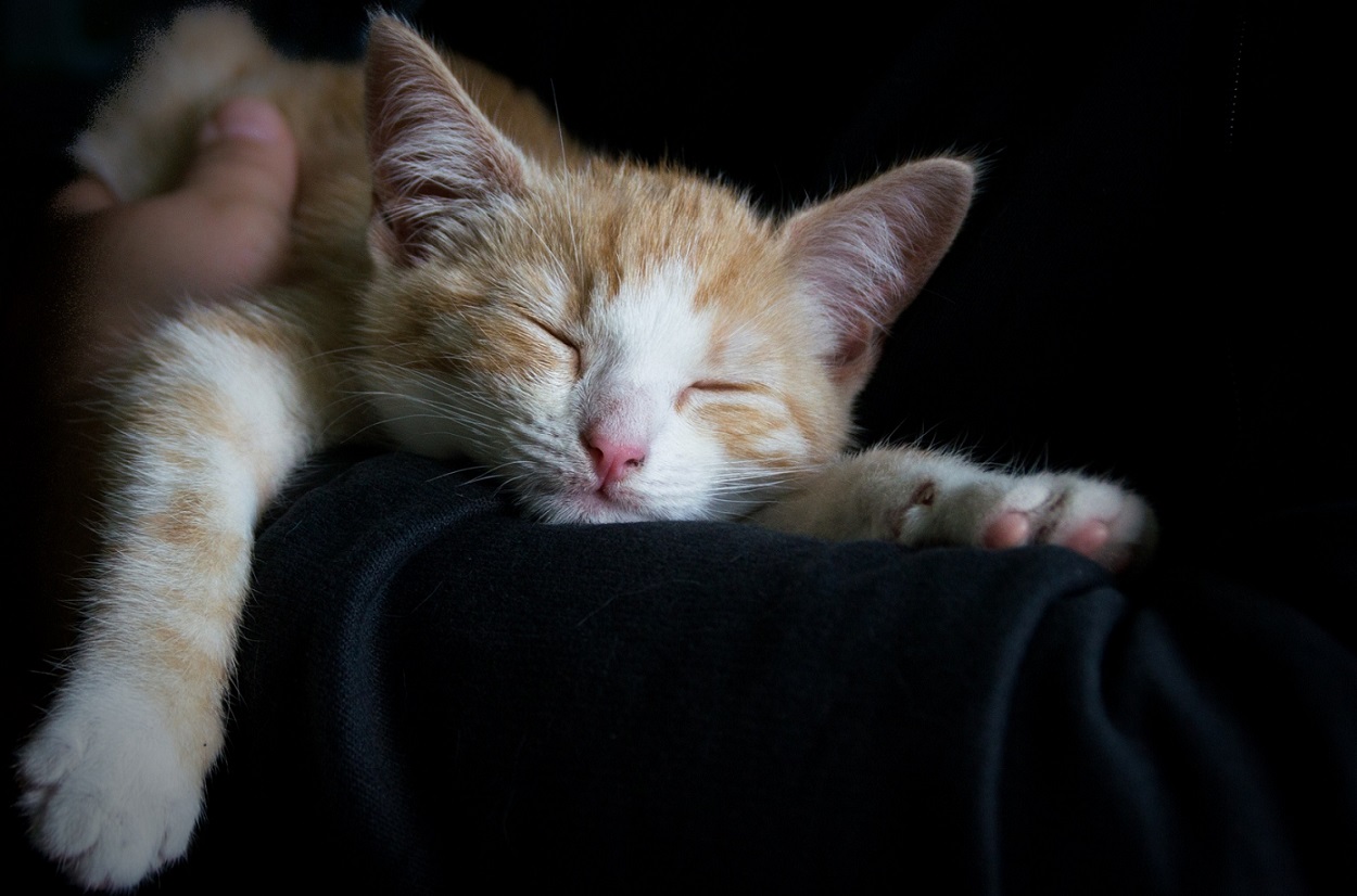 sleeping cat, stop avoiding sleep