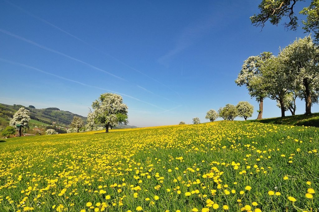 wellness nature field flowers dandelion